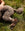  grey poodle lying in grass. only the hind legs and tail are visible